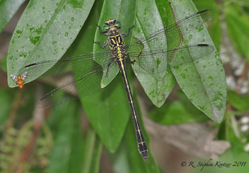 Stylurus townesi, female